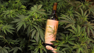 Pass the sauv blanc to the left: Weed wine is here <em></em>